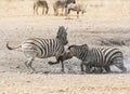 Zebra Stallions Fighting Royalty Free Stock Photo