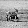 Zebra Stallions Fighting Royalty Free Stock Photo