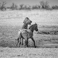 Zebra Stallions Fighting Royalty Free Stock Photo