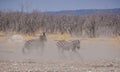 Zebra Stallions Fighting Royalty Free Stock Photo