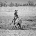 Zebra Stallions Fighting Royalty Free Stock Photo