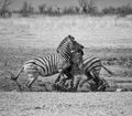 Zebra Stallions Fighting Royalty Free Stock Photo