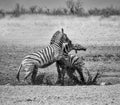 Zebra Stallions Fighting Royalty Free Stock Photo