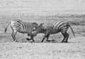 Zebra Stallions Fighting Royalty Free Stock Photo