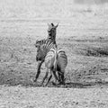 Zebra Stallions Fighting Royalty Free Stock Photo