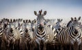 A zebra stampede in the Etosha National Park of Namibia