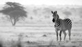 Zebra standing in African savannah, nature black and white beauty generated by AI Royalty Free Stock Photo