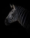 Zebra standing alone in a dark environment Royalty Free Stock Photo