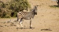 Zebra standing alone in the Okavango Delta, Botswana, Africa Royalty Free Stock Photo