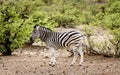 Zebra standing alone in the Okavango Delta, Botswana, Africa Royalty Free Stock Photo