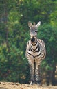 Zebra standing alone