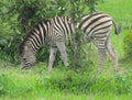 Zebra standing and eating. Royalty Free Stock Photo