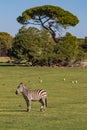 Zebra standing in front of the tree