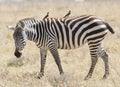 Zebra and the Oxpeckers Royalty Free Stock Photo