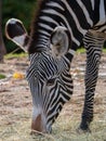 Zebra standing in a grassy zoo, enjoying a meal of fresh grass Royalty Free Stock Photo