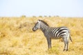 Zebra standing at the great plains of Serengeti Royalty Free Stock Photo