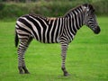 zebra standing on green background