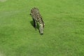 Zebra standing on the green grass Royalty Free Stock Photo