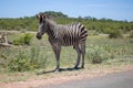 Zebra standing at Kruger National Park