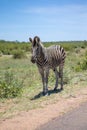 Zebra standing at Kruger National Park