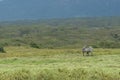 Zebra standing in lush green grassland near lake Nakuru, Kenya Royalty Free Stock Photo