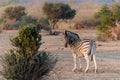 Zebra standing in Mashatu Game Reserve Royalty Free Stock Photo