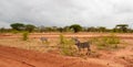 Zebra standing by the road in the savannah Royalty Free Stock Photo