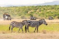 Zebra standing in savanna grassland with background of safari tourist car at Masai Mara National Reserve Kenya