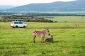 zebra standing in savanna grassland with background of safari tourist car. Masai Mara National Reserve Kenya