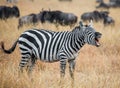 Zebra standing in the savannah and yawning. Kenya. Tanzania. National Park. Serengeti. Masai Mara. Royalty Free Stock Photo