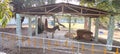 Zebra Standing in Shade at Indore Zoo