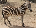 Zebra standing