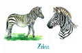 Zebra collection, face and standing on meadow side view, handpainted watercolor illustration