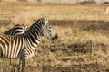 Zebra standing sideways and looking ahead at empty space