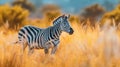 Zebra standing in yellow grass AI generated image