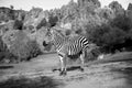 A zebra stands alone in a field Royalty Free Stock Photo