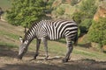 A zebra stands alone in a field Royalty Free Stock Photo