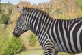 A zebra stands alone in a field Royalty Free Stock Photo