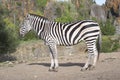 A zebra stands alone in a field Royalty Free Stock Photo