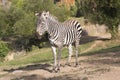 A zebra stands alone in a field Royalty Free Stock Photo