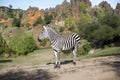 A zebra stands alone in a field Royalty Free Stock Photo