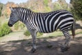 A zebra stands alone in a field Royalty Free Stock Photo