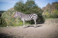 A zebra stands alone in a field Royalty Free Stock Photo