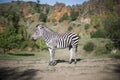 A zebra stands alone in a field Royalty Free Stock Photo