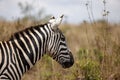 a zebra stands alone in a grassy field with bushes and trees in the background Royalty Free Stock Photo