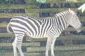 Zebra in profile Royalty Free Stock Photo