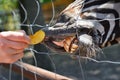 Zebra stretches its lips through the fence mesh behind the apple slice in the zoo Royalty Free Stock Photo