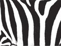 Zebra strip. Zebra stripes pattern texture Royalty Free Stock Photo