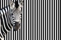 Zebra on striped background looking at camera Royalty Free Stock Photo