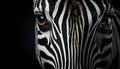 Zebra, striped beauty, close up portrait, elegance in nature generated by AI